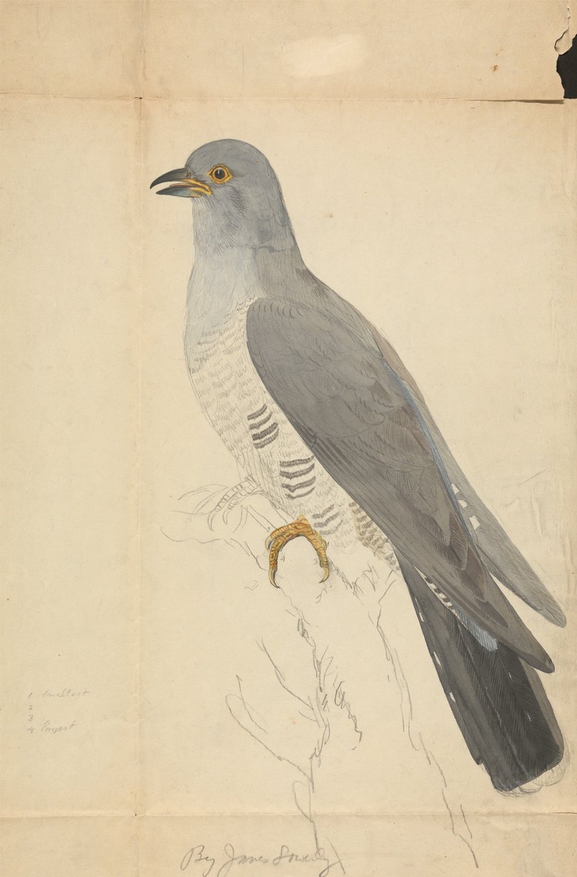 À Dove - James Sowerby
