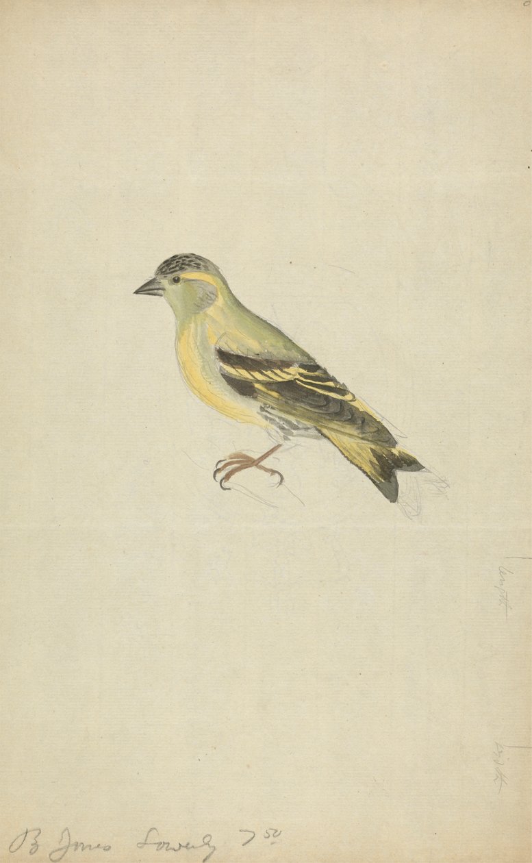 Un pinson (tarin ?) - James Sowerby