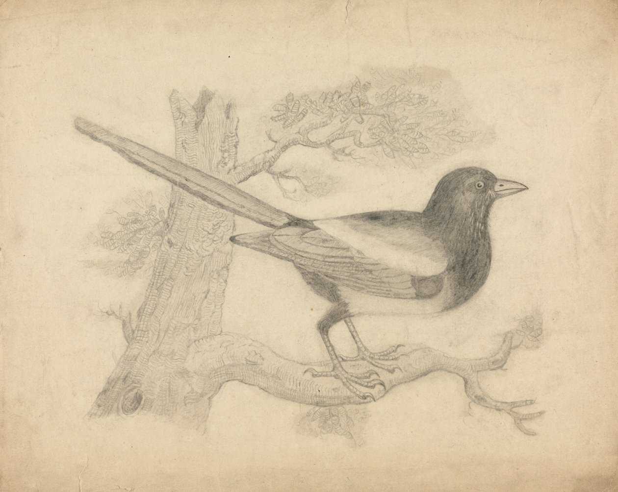 Une pie dans un arbre - James Sowerby