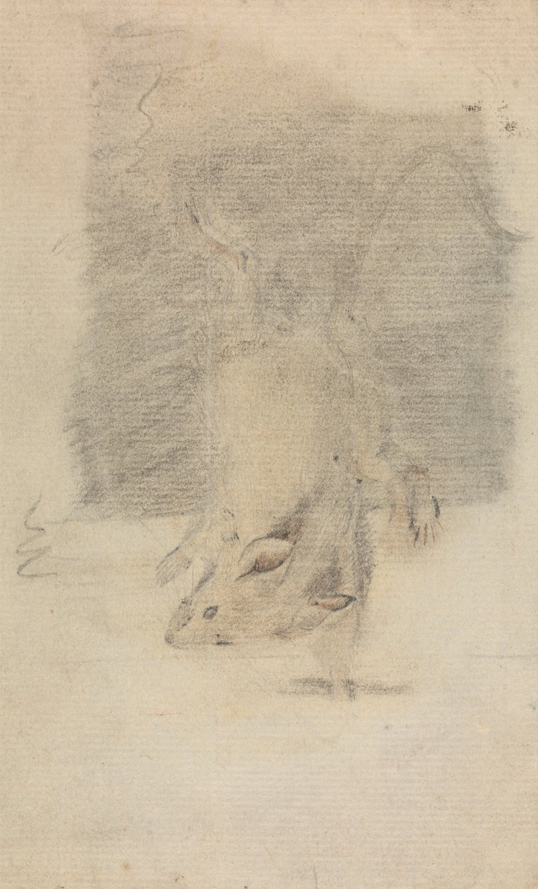 Une souris - James Sowerby