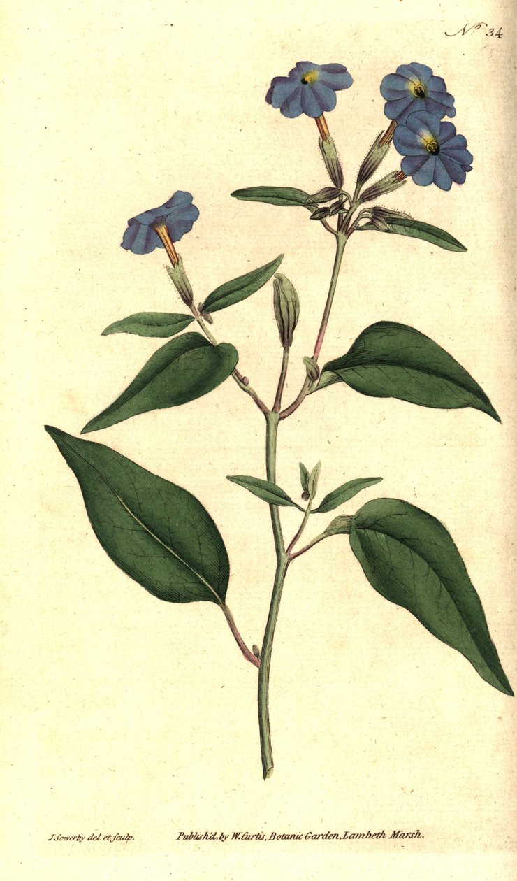 Browallie américaine, illustration botanique de James Sowerby du Botanical Magazine de William Curtis - James Sowerby