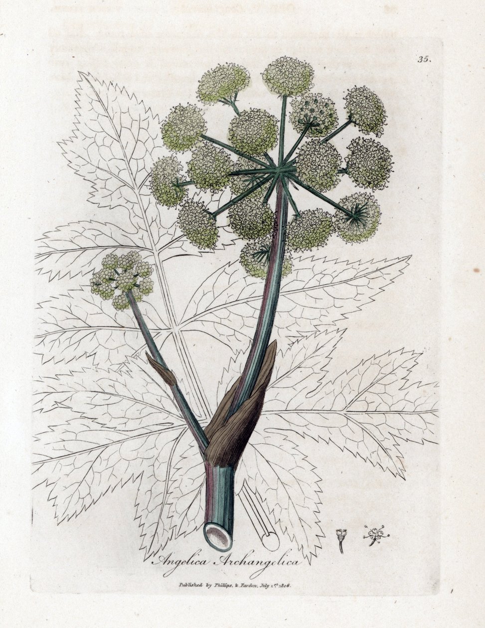 Angélique vraie ou officinale - Angelica archangelica. Gravure à la main d