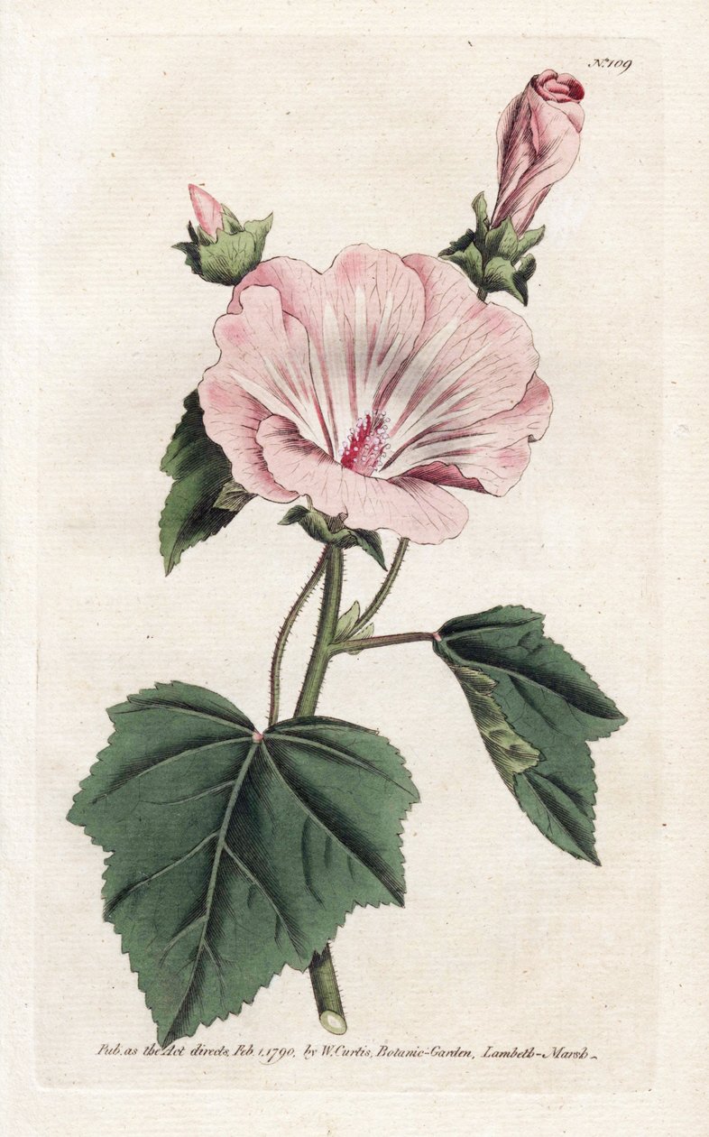 Lavater annuelle pourpre - James Sowerby