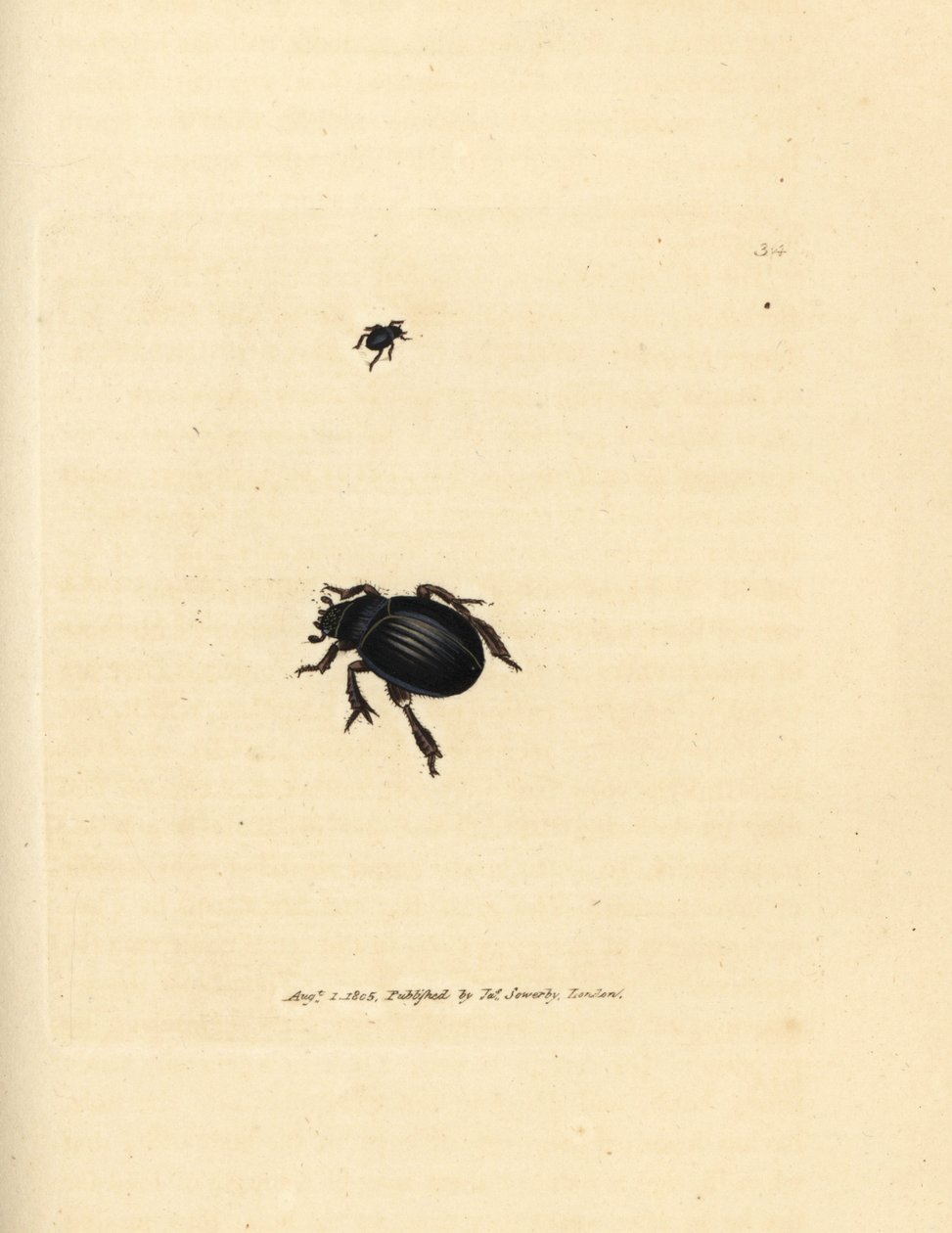 Aphodius arenarius (Scarabaeus ovalis) - James Sowerby
