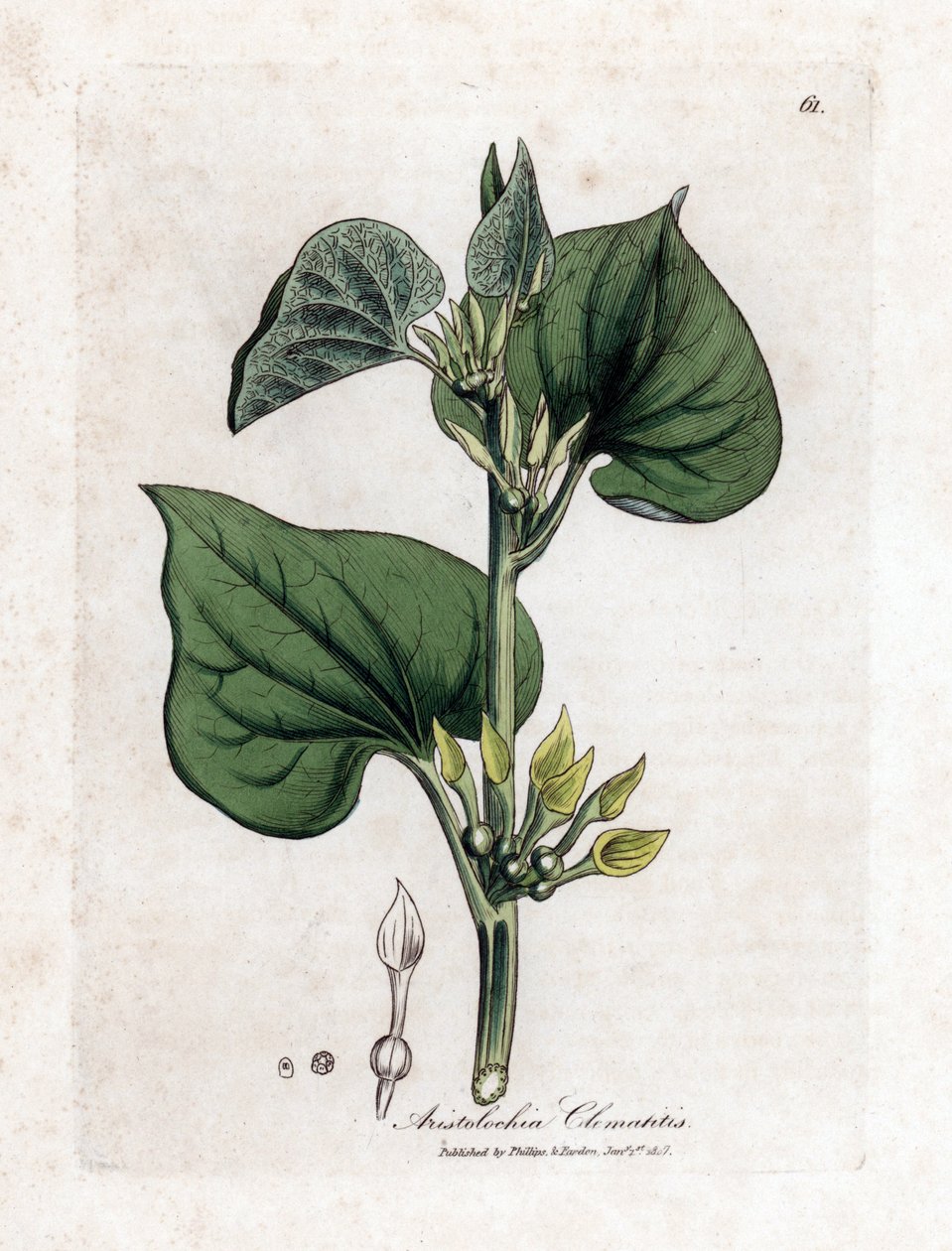 Aristoloche clématite - James Sowerby