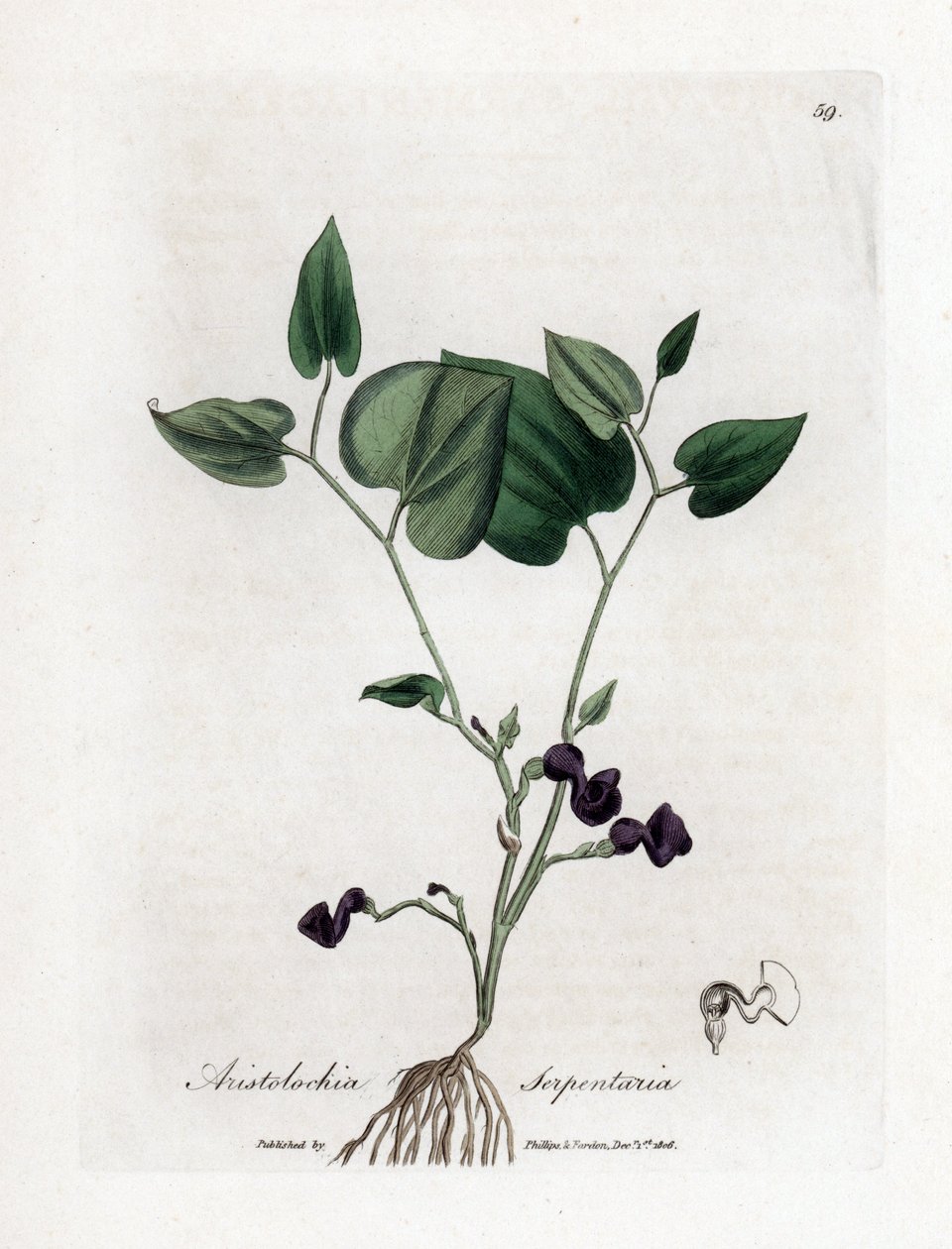 Aristoloche variée - Aristolochia serpentaria. Gravure à la main d