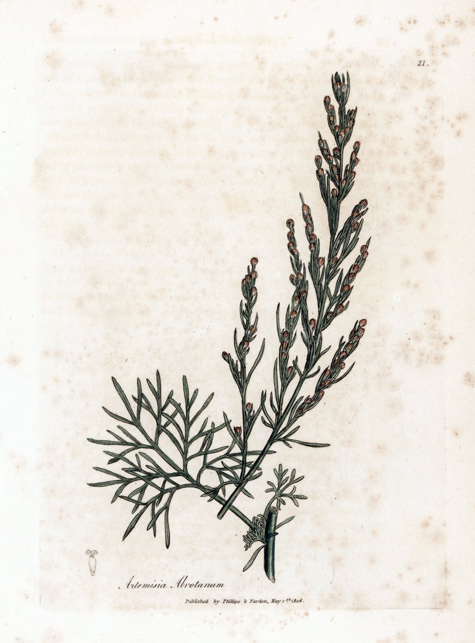 Aurone ou citronnelle ou armoise citronnelle - Southernwood, Artemisia abrotanum. Gravure à la main d