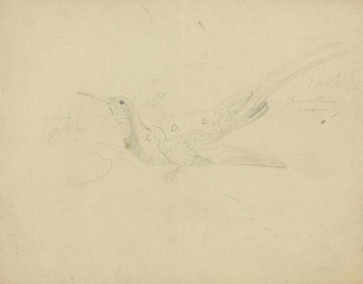 Oiseau de paradis - James Sowerby