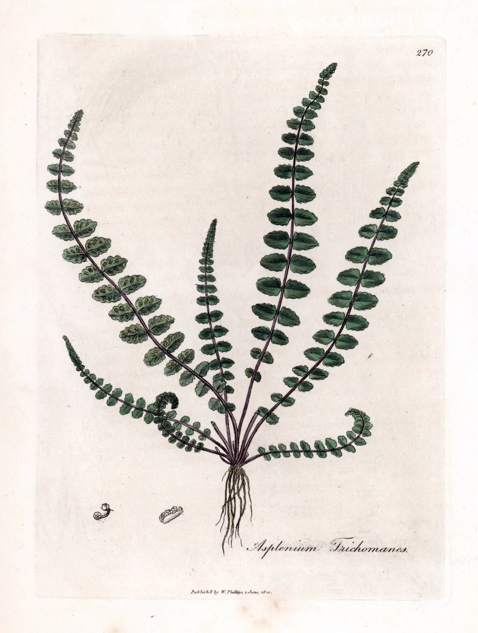 Doradilla noire ou fausse capillaire - Fougère capillaire commune, Asplenium trichomanes - James Sowerby