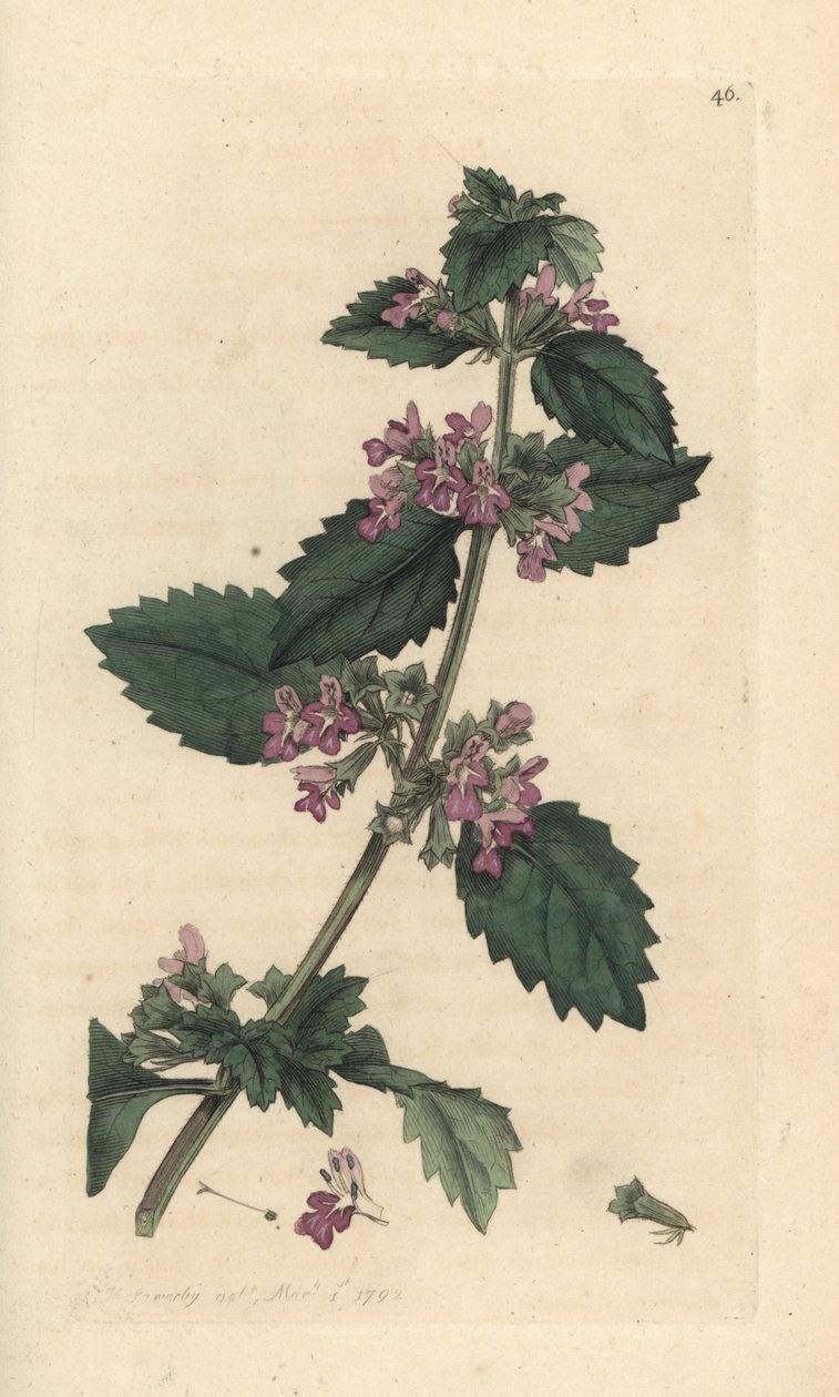 Ballote noire, Ballota nigra. Gravure à la main en couleur d