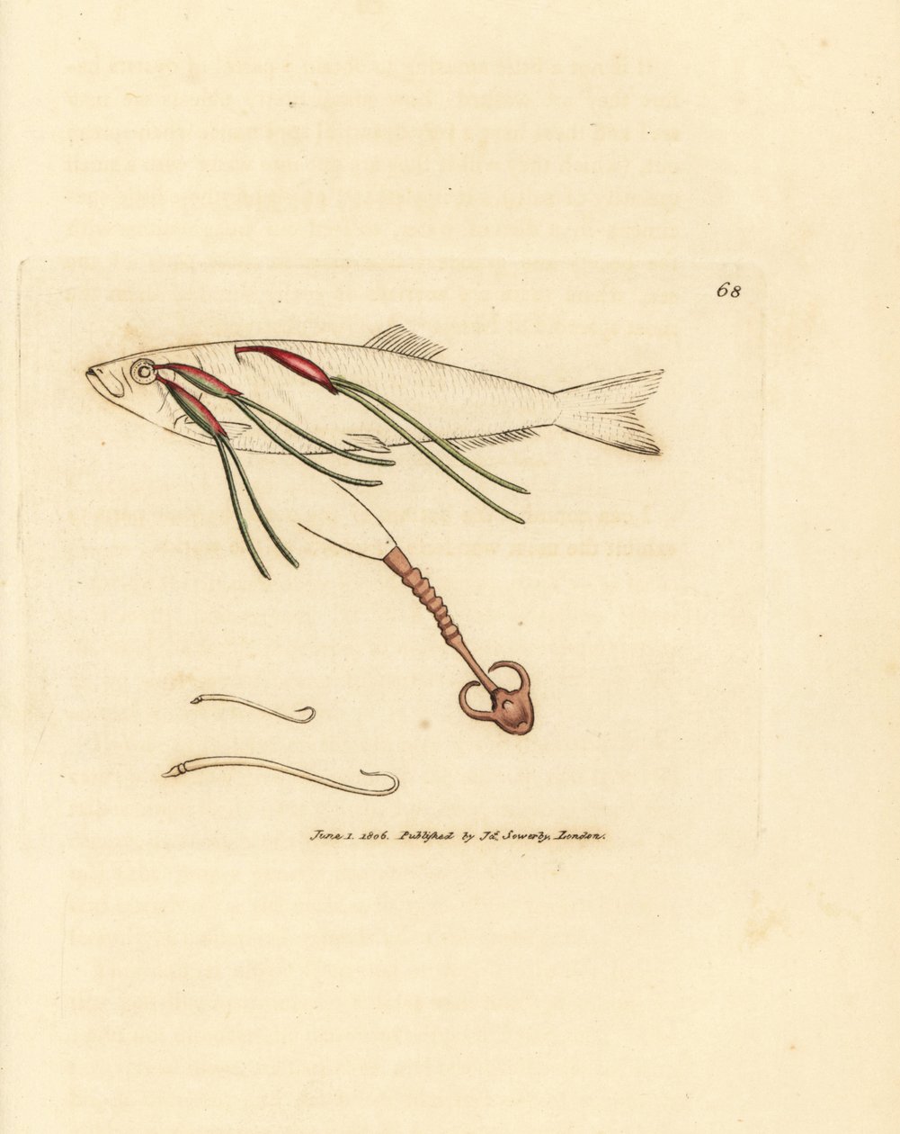 Copépode parasite sur l