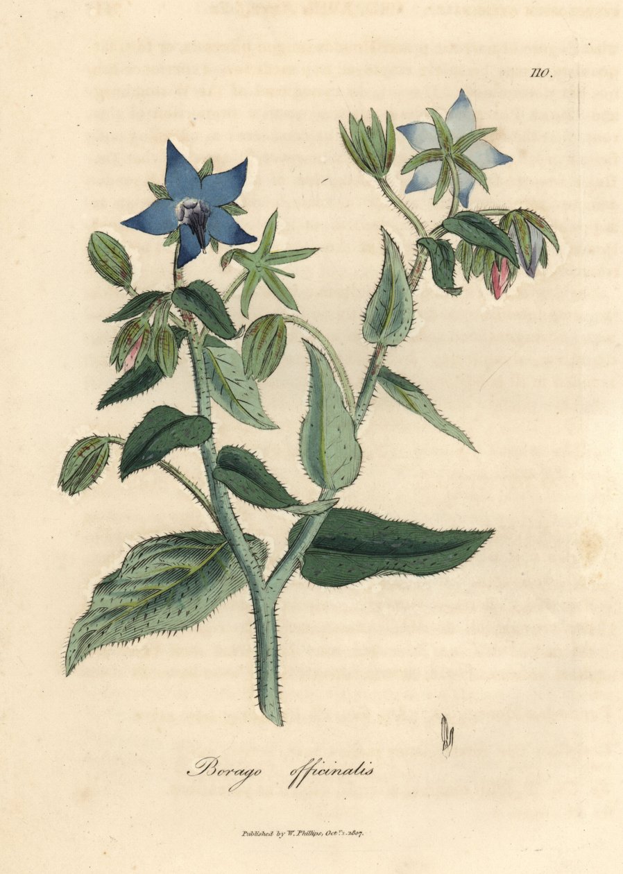 Borago officinalis - James Sowerby