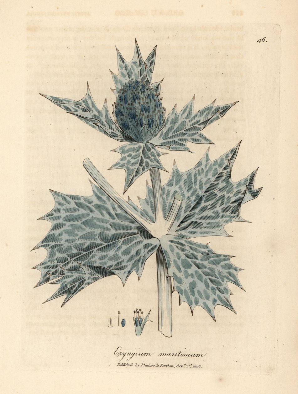 Panicaut maritime à fleurs bleues, Eryngium maritinum - James Sowerby