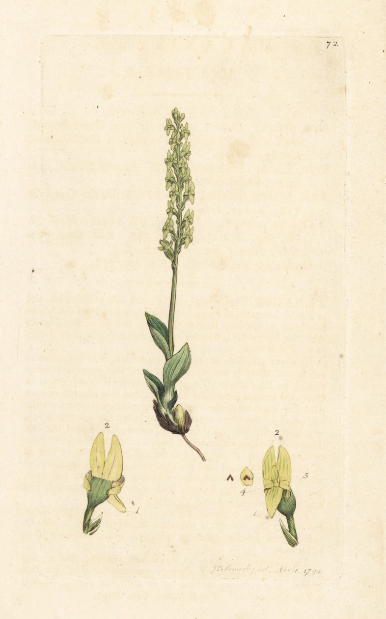 Orchidée des marais, Hammarbya paludosa. Gravure à la main d