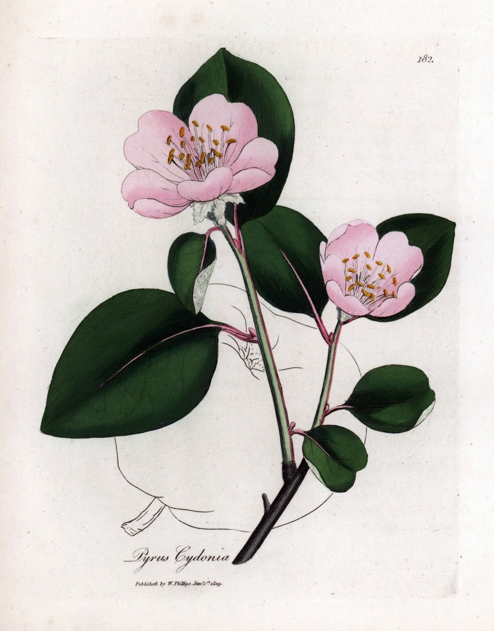 Planche botanique : fleurs et coing, fruit du cognassier (Cydonia oblonga) - James Sowerby