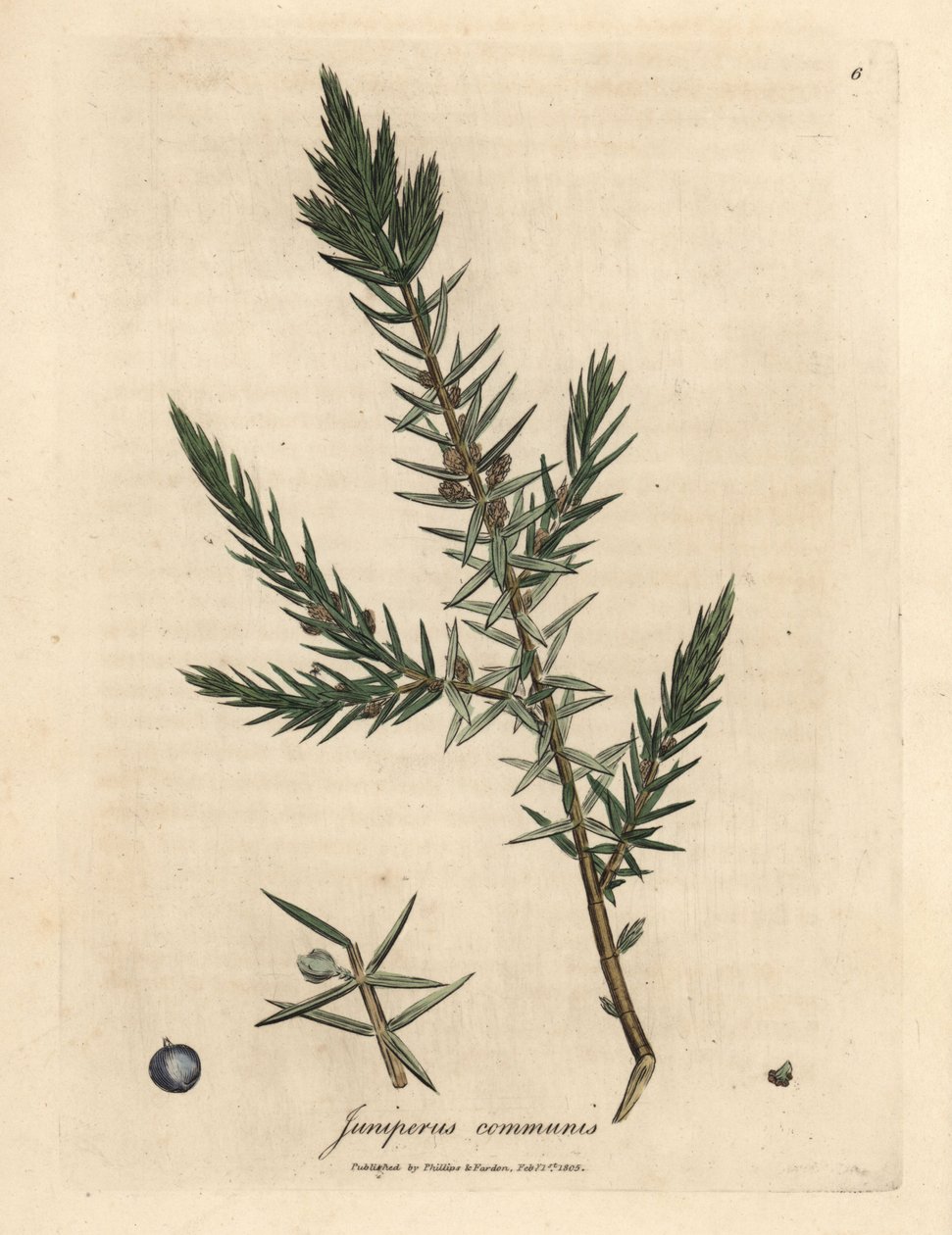 Juniperus communis - James Sowerby