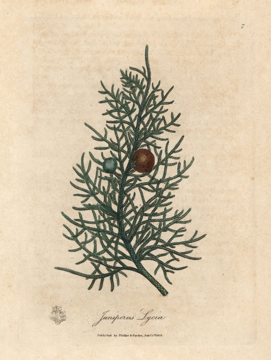Juniperus lycia - James Sowerby