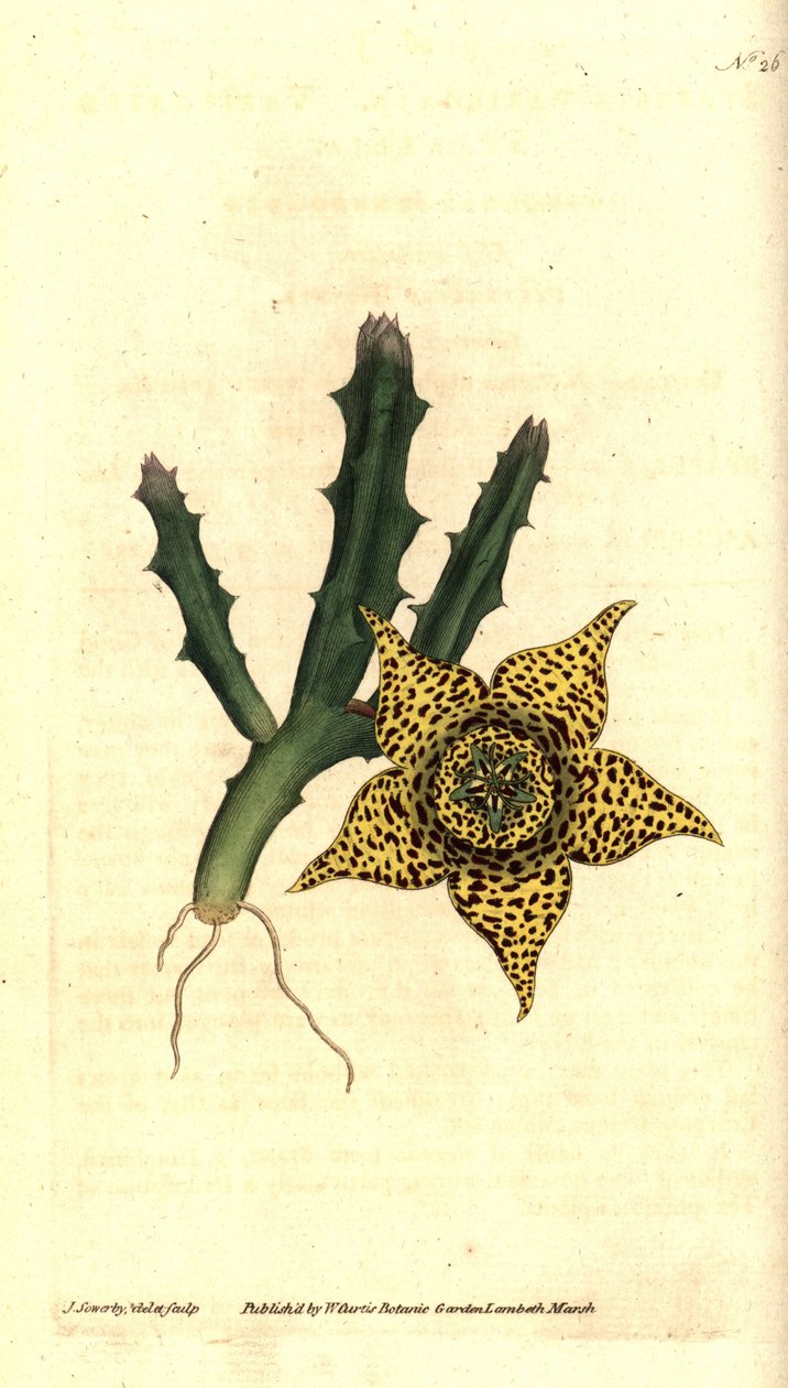 Cactus d