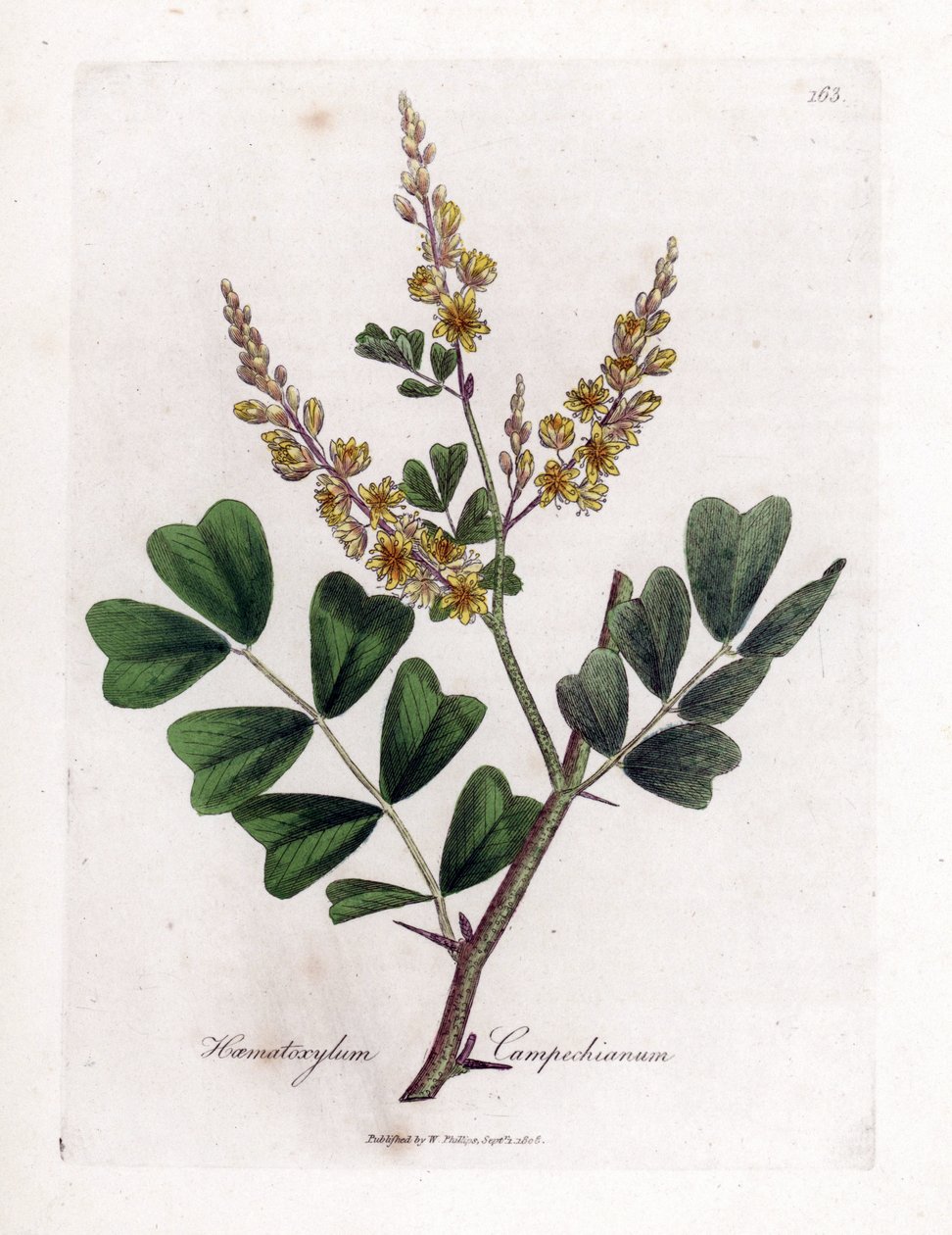 Bois de Campêche - Bois de Campêche, Haematoxylum campechianum. Gravure à la main en couleur d
