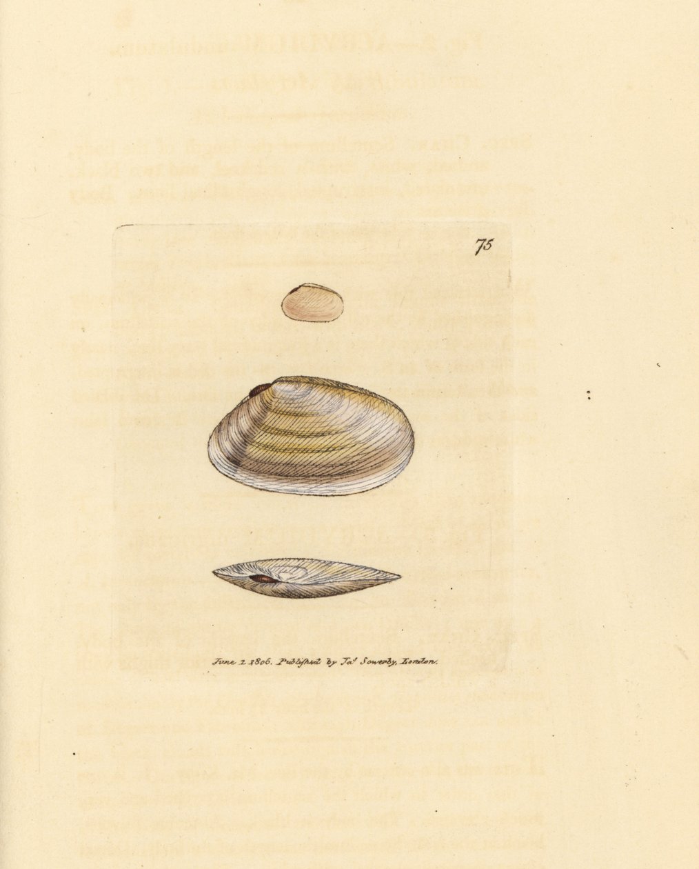 Coquille de telline sucrée, Tellina similis. Gravure en cuivre colorée à la main par James Sowerby du British Miscellany, ou Figures colorées de sujets animaux nouveaux, rares ou peu connus. - James Sowerby