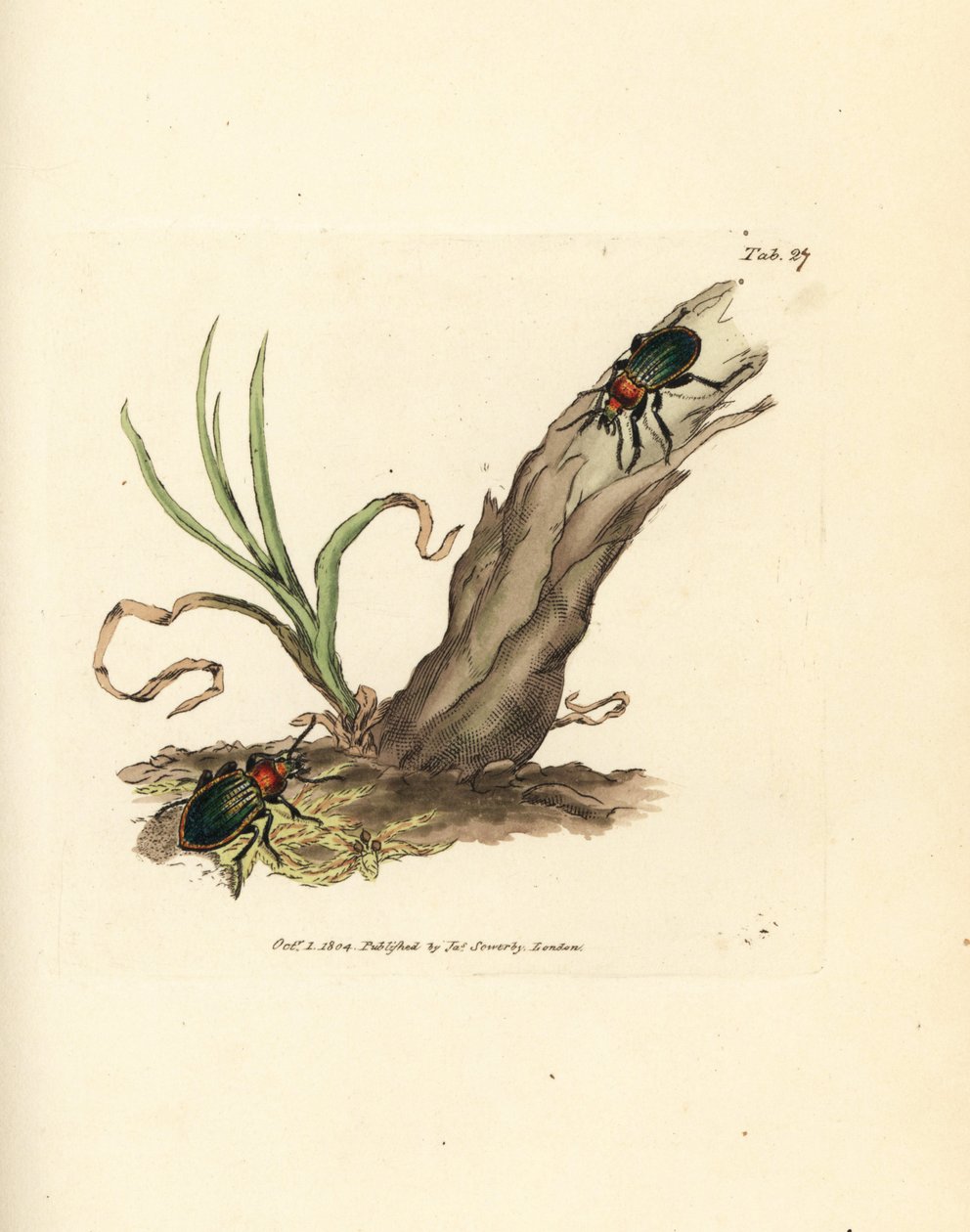 Carabe brillant. Gravure à la main en cuivre colorée par James Sowerby de The British Miscellany, ou Figures colorées de sujets animaux nouveaux, rares ou peu connus - James Sowerby