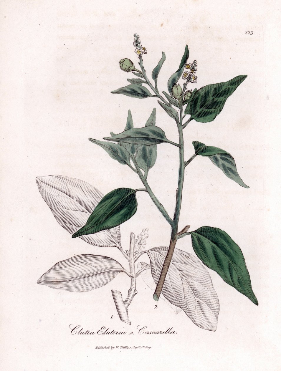 Cascarille officinale ou bois de quinquina doux ou faux - Cascarilla, Croton (Clutia) eluteria - James Sowerby