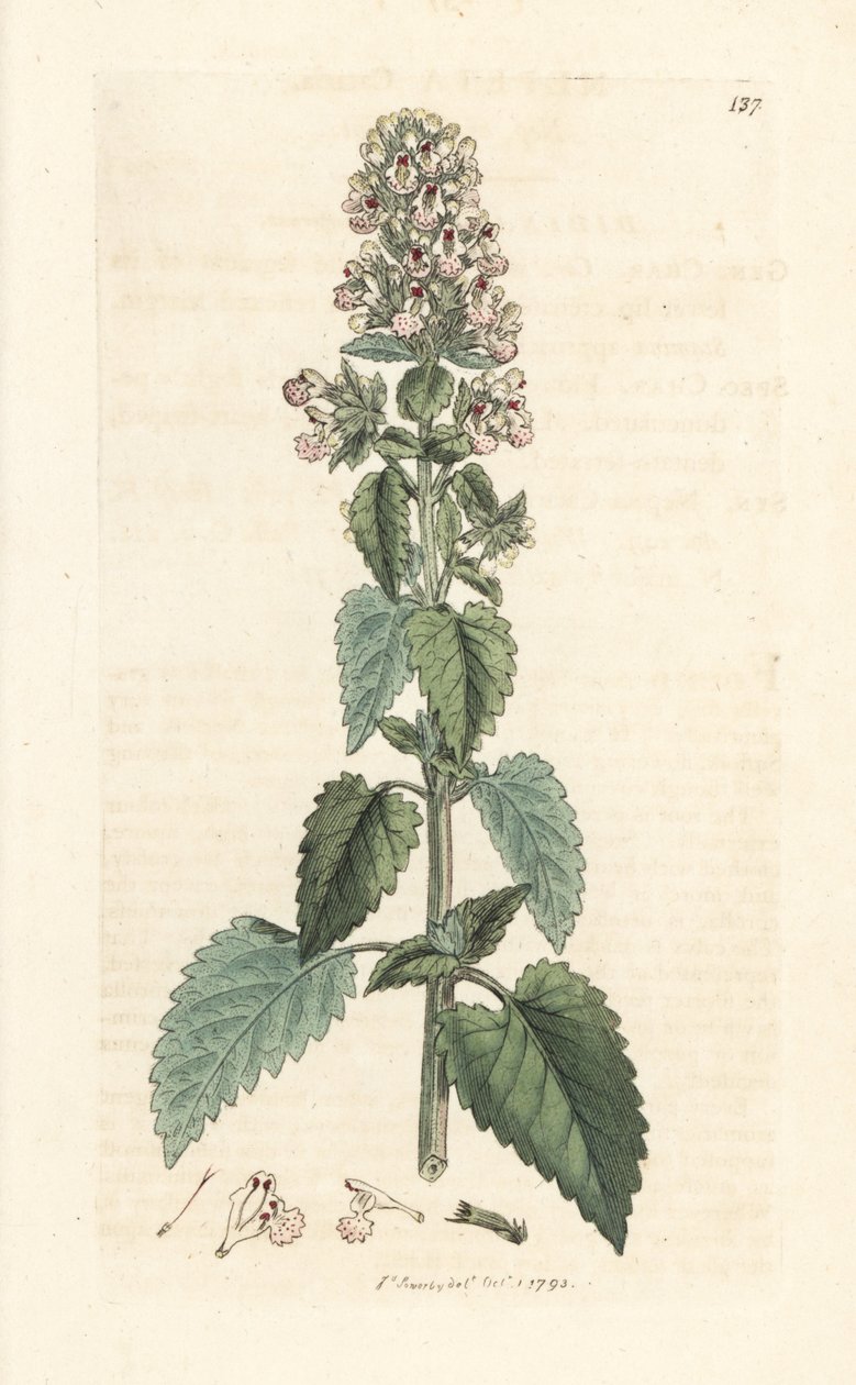 Cataire, Nepeta cataria (cataire). Gravure à la main d