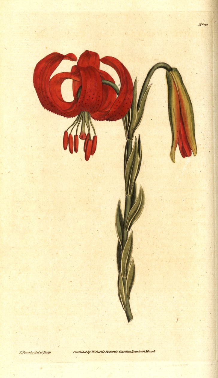 Lys chalcédonien - Lys chalcédonien, Lilium chalcedonicum. Gravure sur cuivre coloriée à la main et illustration botanique de James Sowerby tirée de The Botanical Magazine de William Curtis, marais de Lambeth, Londres. - James Sowerby