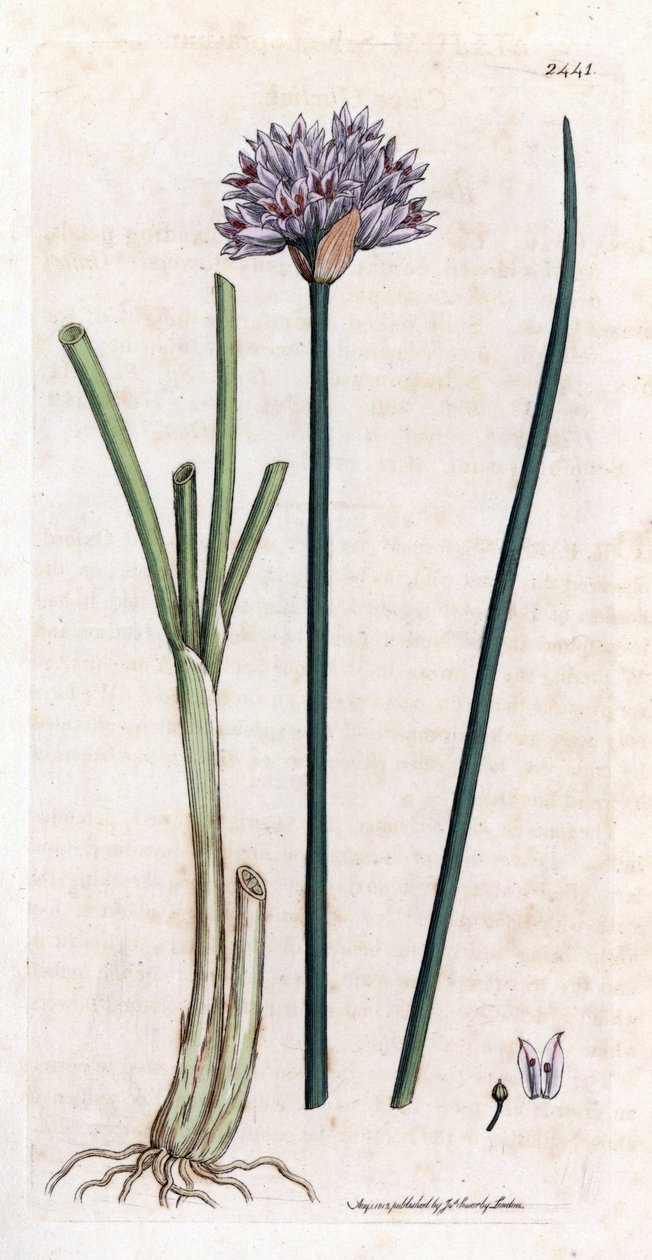 Ciboulette (Allium schoenoprasum). Gravure à la main d