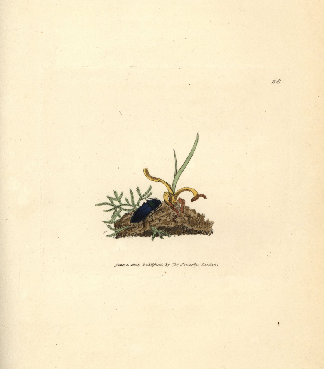 Taupin, Selatosomus aeneus - James Sowerby