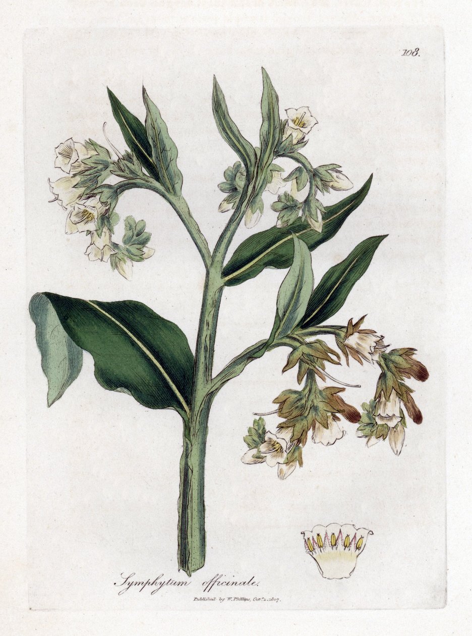 Consoude - Consoude, Symphytum officinale. Gravure à la main d