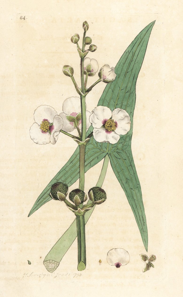Sagittaire, Sagittaria sagittifolia. Gravure à la main d