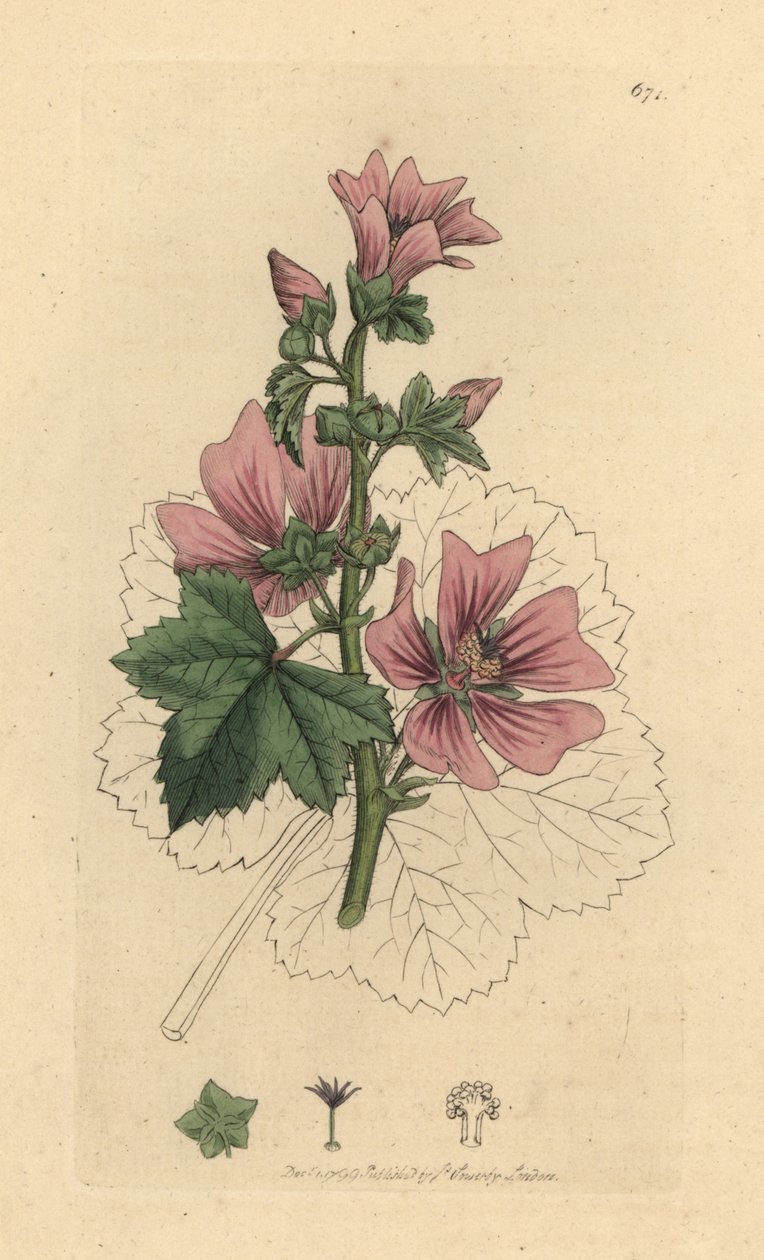 Mauve commune, Malva sylvestris - James Sowerby
