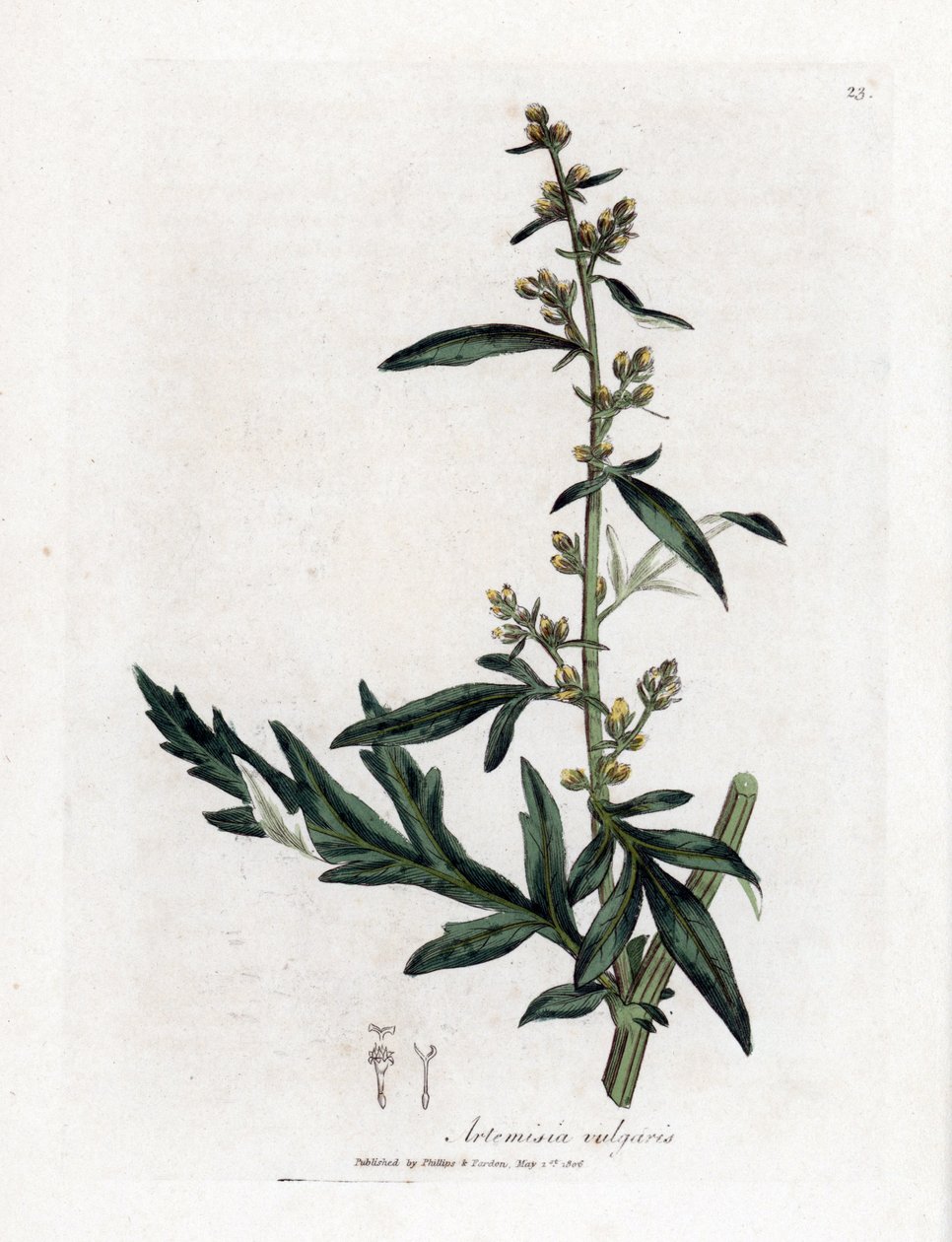 Armoise commune ou vulgaire - James Sowerby