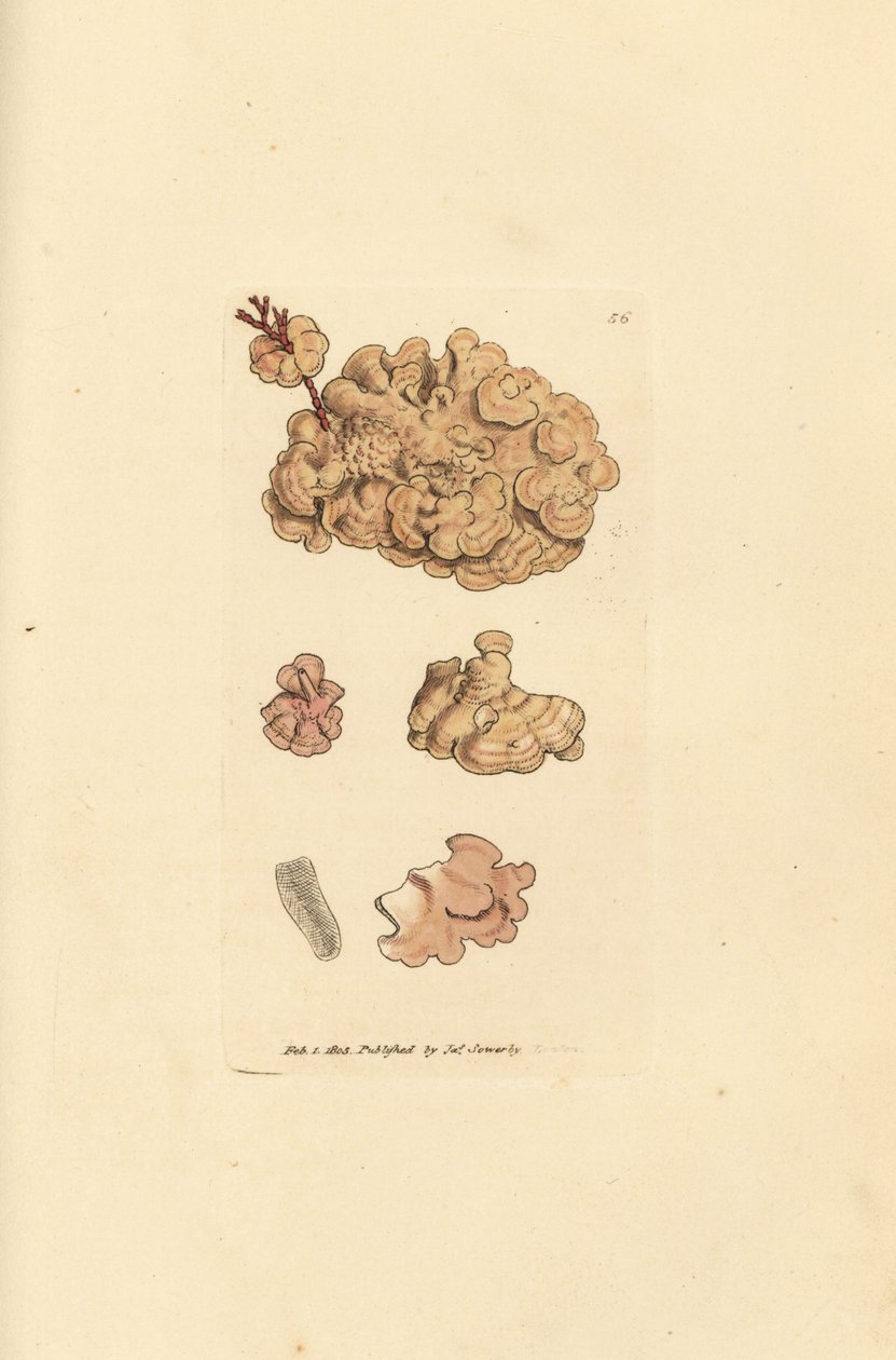 Espèce de coralline - James Sowerby