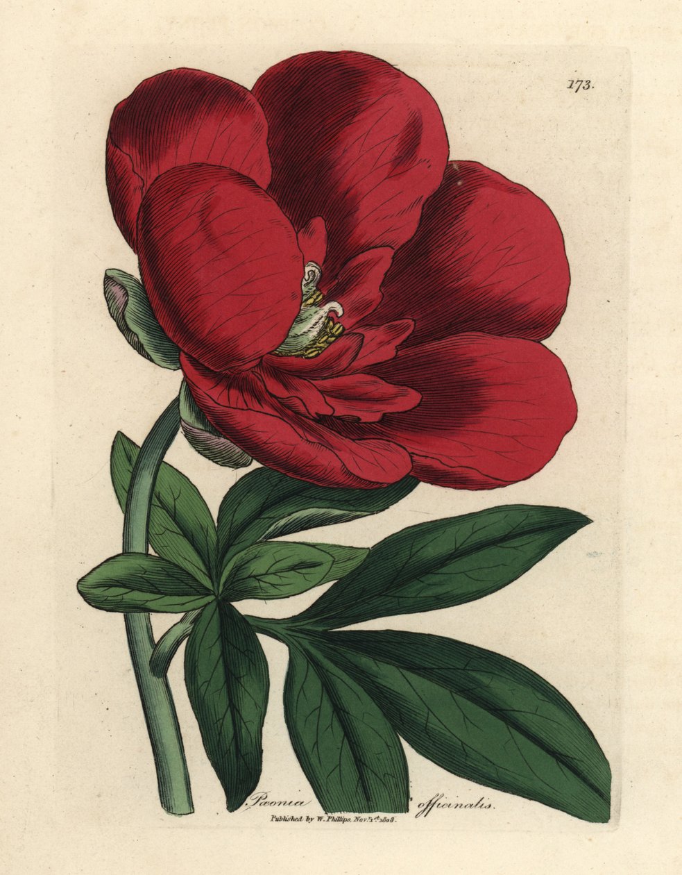 Pivoine cramoisie, Paeonia officinalis - James Sowerby