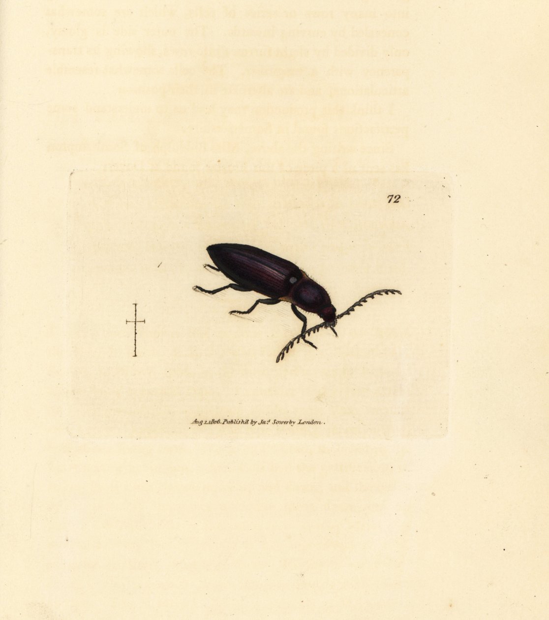 Ctenicera cuprea (Elater chalybeus). Gravure à la main en cuivre colorée par James Sowerby de The British Miscellany, ou Figures colorées de sujets animaux nouveaux, rares ou peu connus - James Sowerby