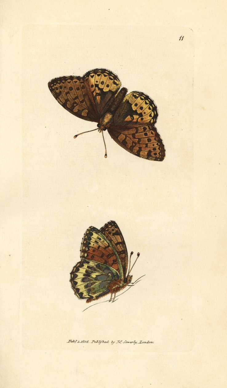 Argynnis aglaia (Papilio charlotta) - James Sowerby