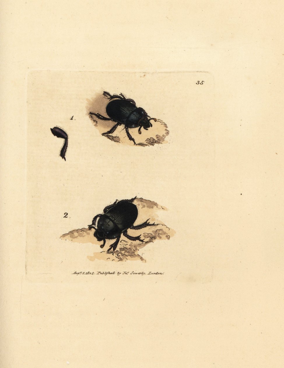 Scarabée bousier, Geotrupes puncticollis - James Sowerby