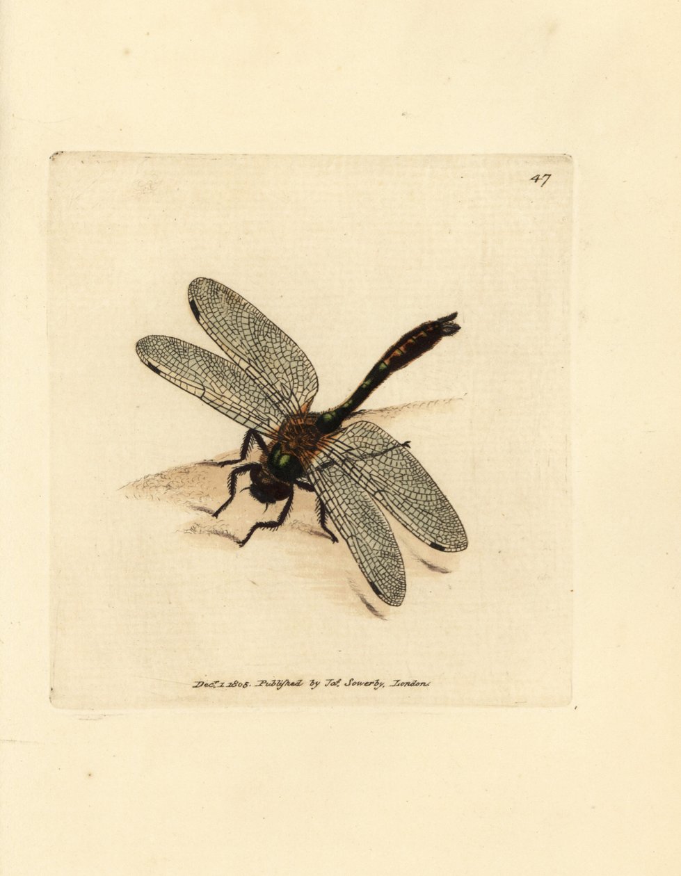 Libellule émeraude velue - James Sowerby
