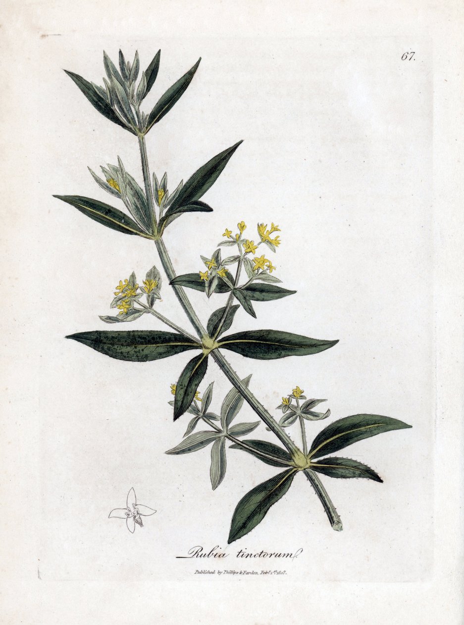 Garance des teinturiers, Rubia tinctorum. Gravure à la main d