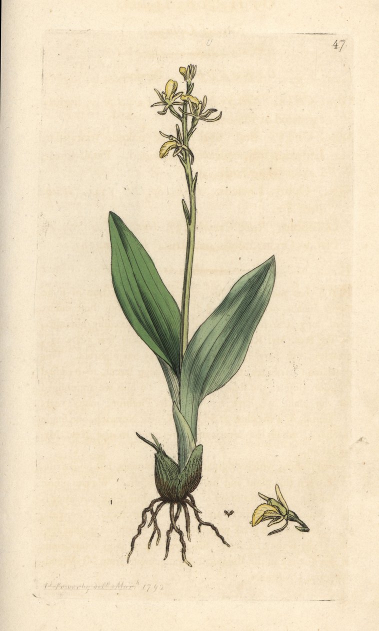 Orchis des marais, Liparis loeselii (Ophrys nain, Ophrys loeselii). Gravure à la main d
