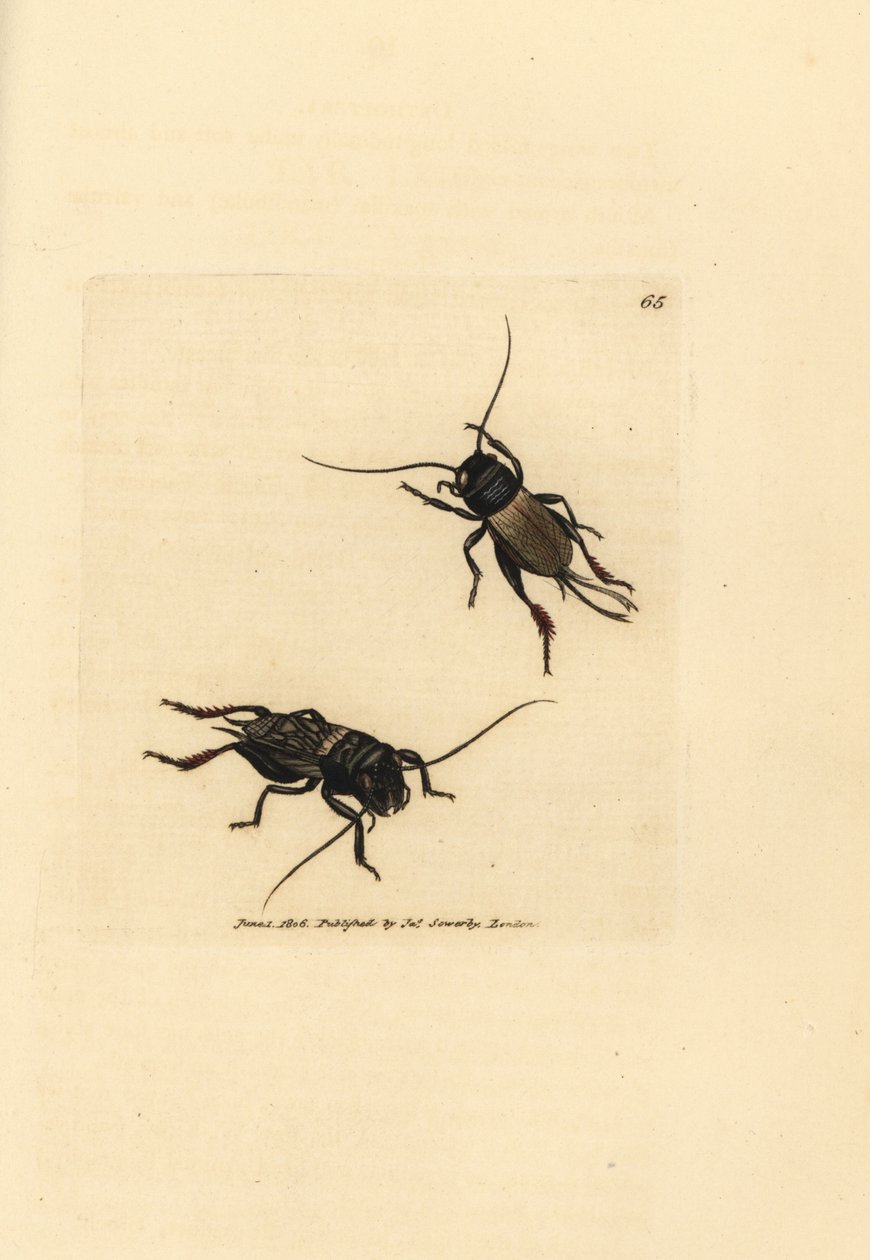 Grillon champêtre, Gryllus campestris (Accheta campestris). Gravure en cuivre colorée à la main par James Sowerby du British Miscellany, ou Figures colorées de sujets animaux nouveaux, rares ou peu connus. - James Sowerby