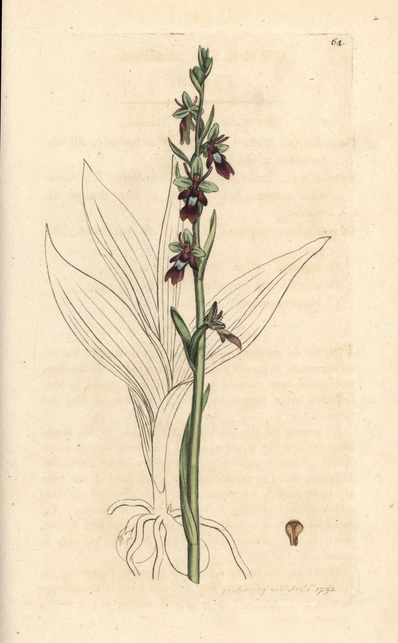 Orchis mouche - James Sowerby