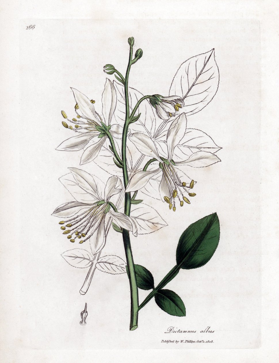 Fraxinelle - Fraxinelle blanche ou dictame de Crète, Dictamnus albus. Gravure sur cuivre coloriée à la main d