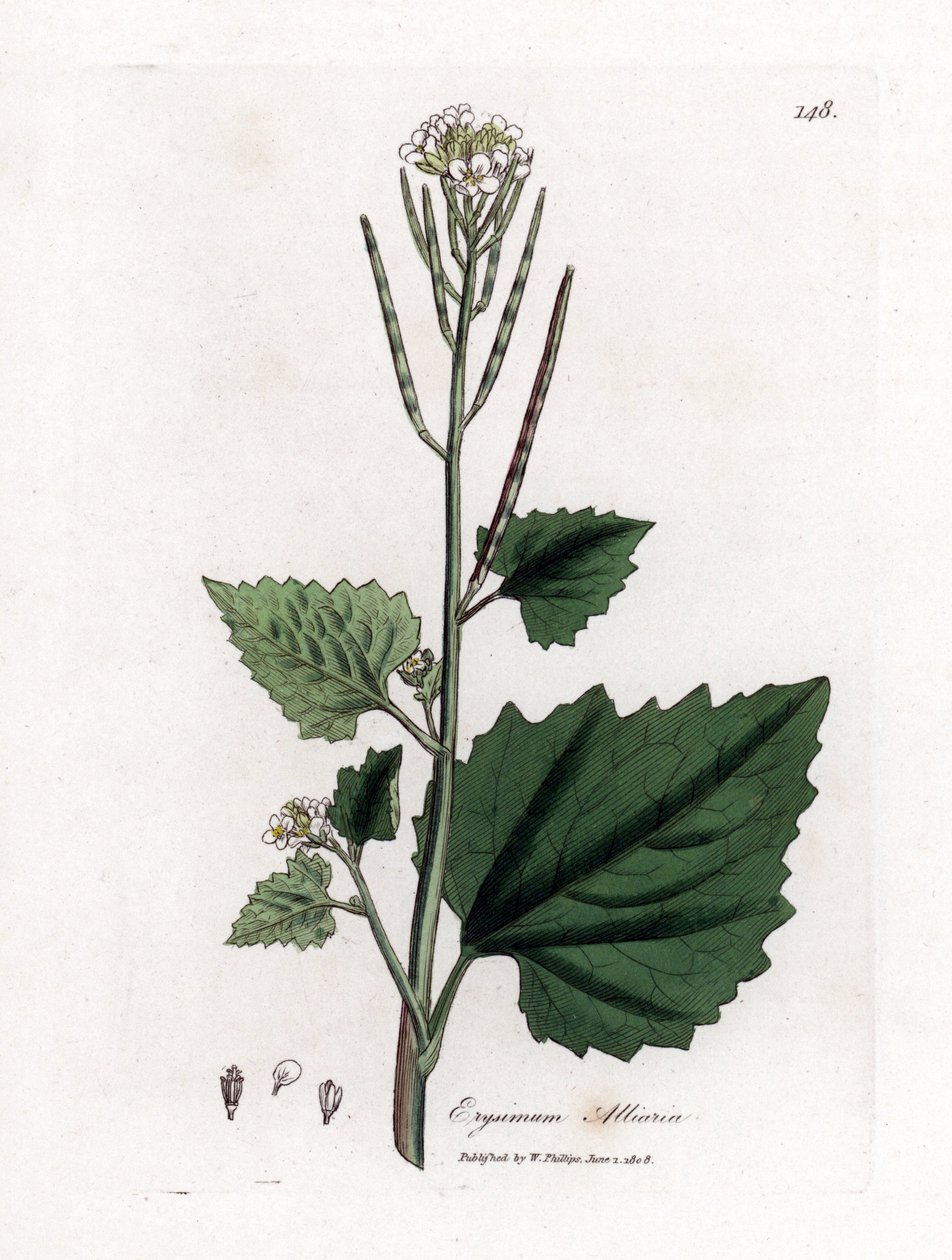 Alliaire officinale, Alliaria petiolata. Gravure sur cuivre coloriée à la main d