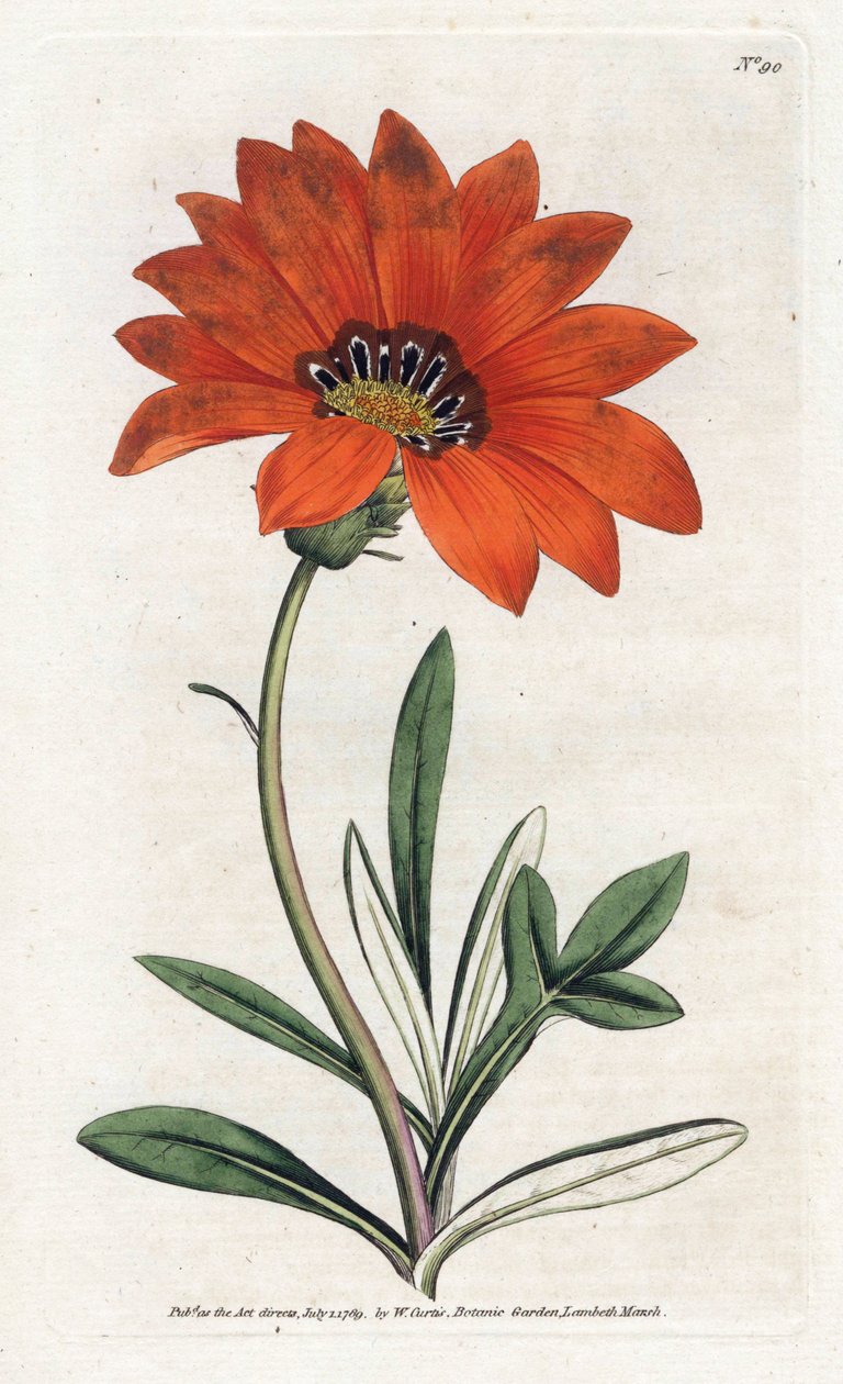 Gazania (gazania) raide - James Sowerby
