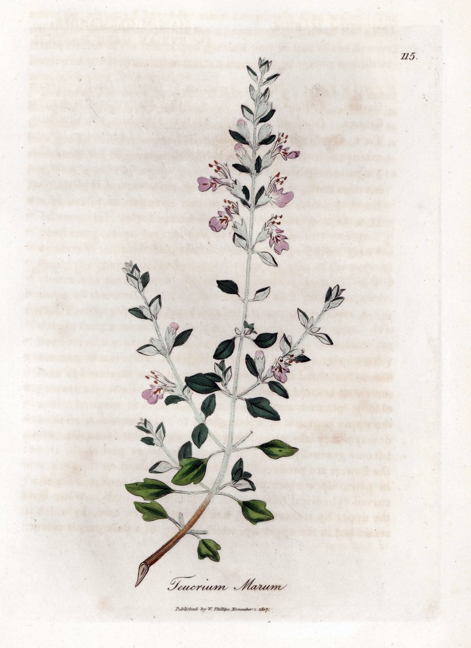 Germandrée des chats - Teucrium marum. Gravure à la main d