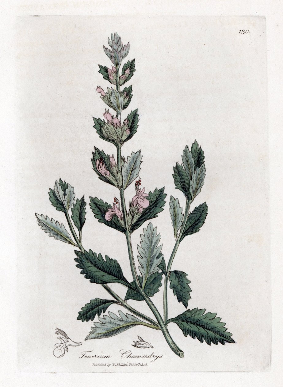 Germandrée petit chêne - Germandrée petit chêne, Teucrium chamaedrys. Gravure sur cuivre coloriée à la main d