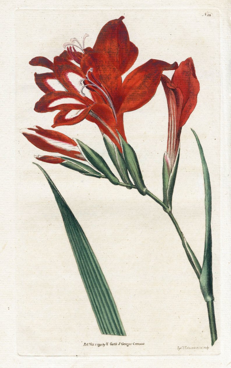 Glaïeul cardinal - James Sowerby